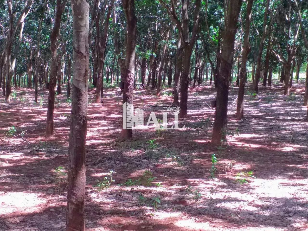 Fazenda com 2 quartos, Centro, Caiuá - Foto 3