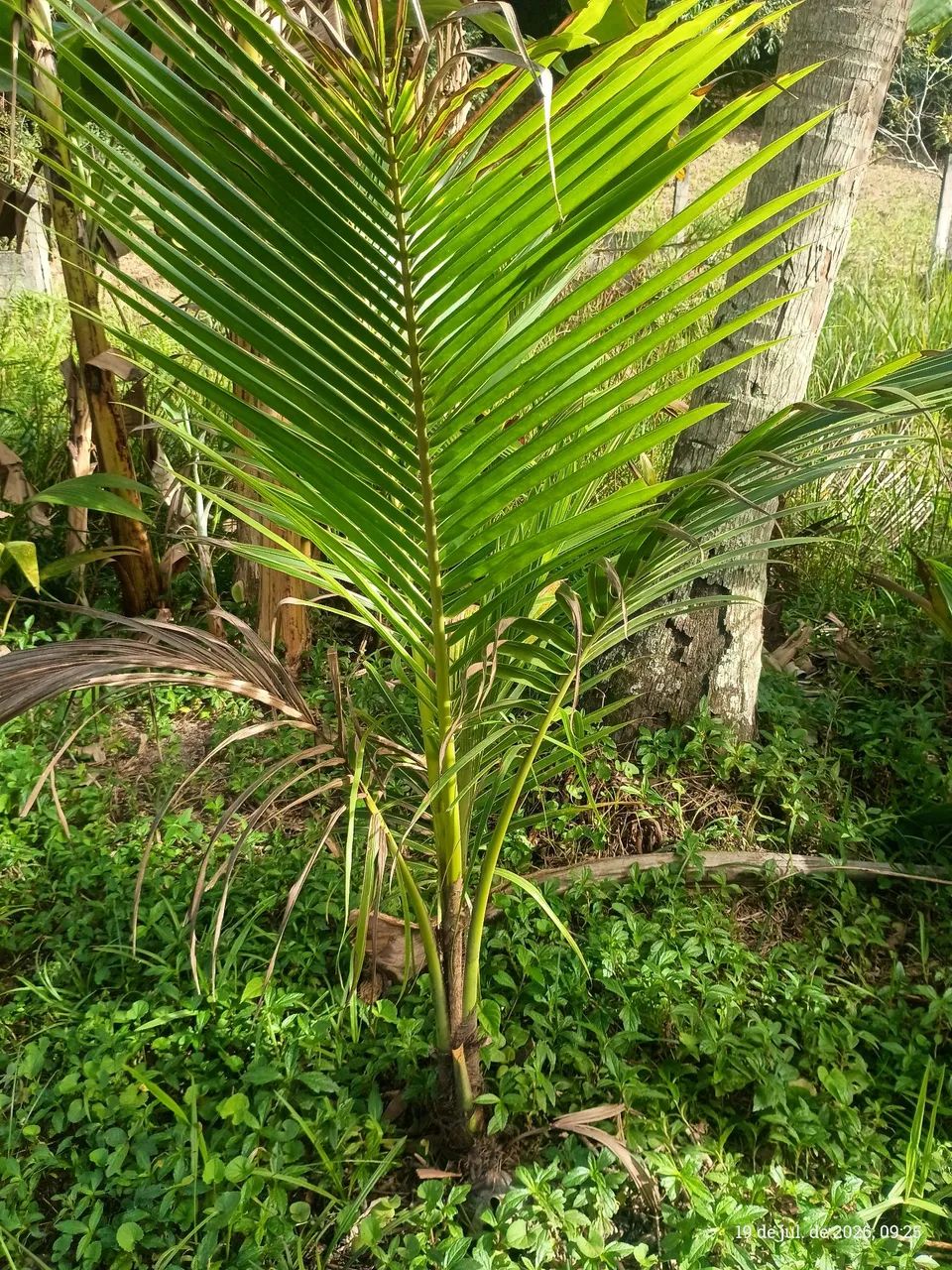 Muda de coco - Foto 2