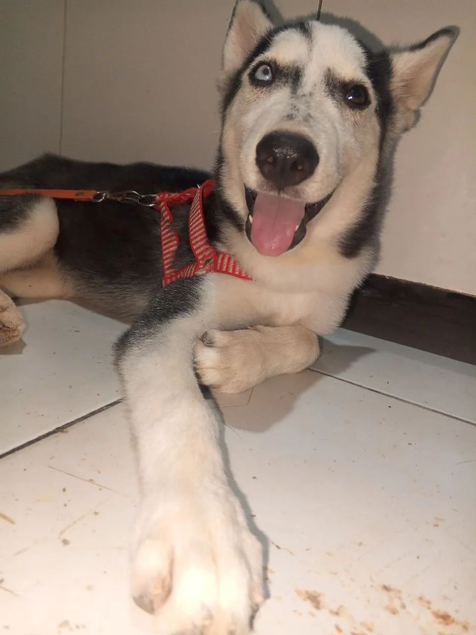 Huski sebariano - Foto 2