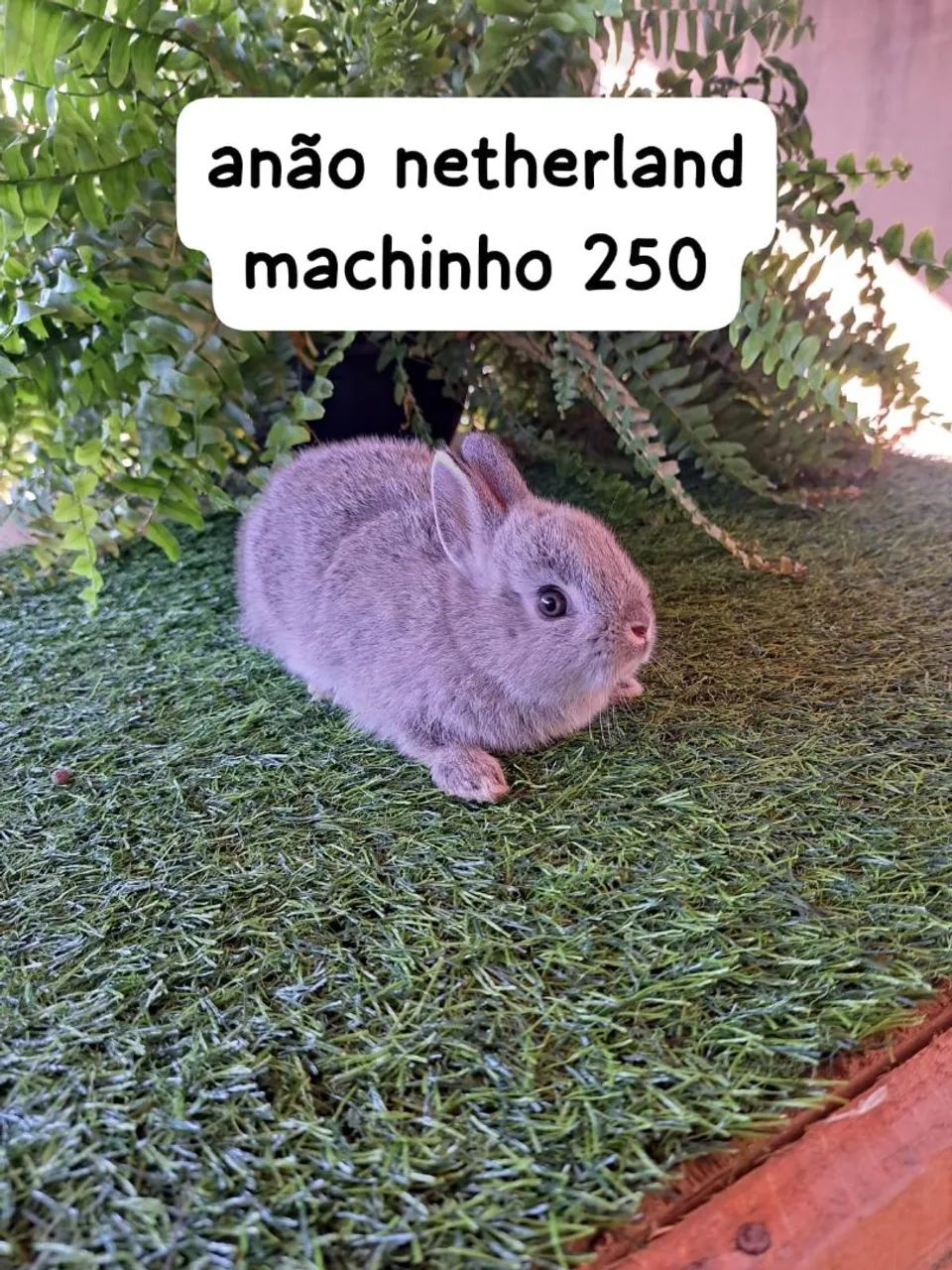mini coelhos diversas cores e raças disponíveis  - Foto 2