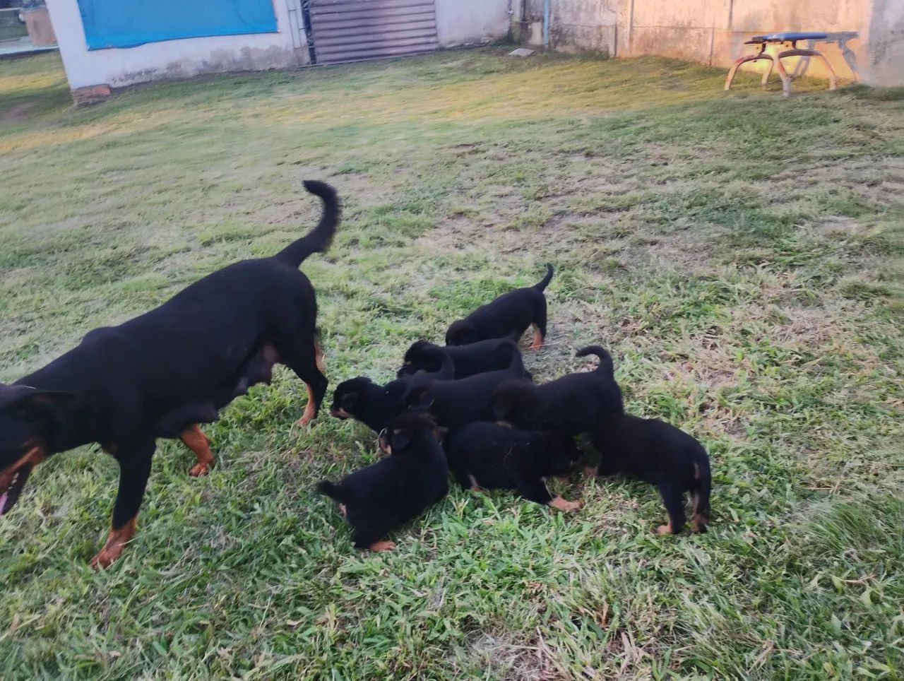 Vende-se cachorro rottweiler  - Foto 3