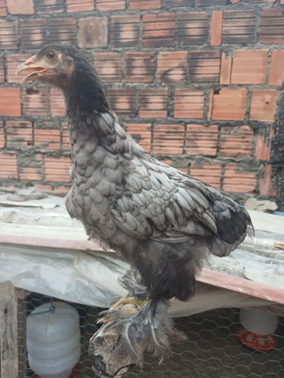 Brahma - Foto 4