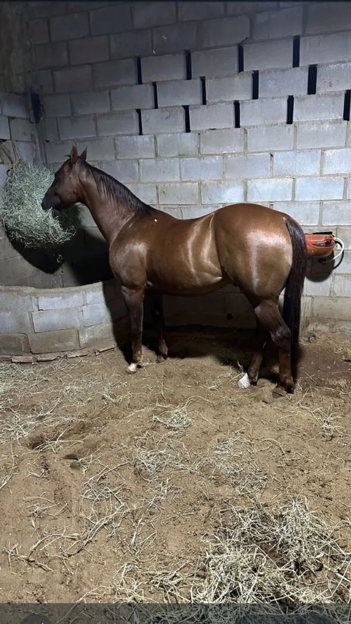 Estou doando este animais - Foto 3