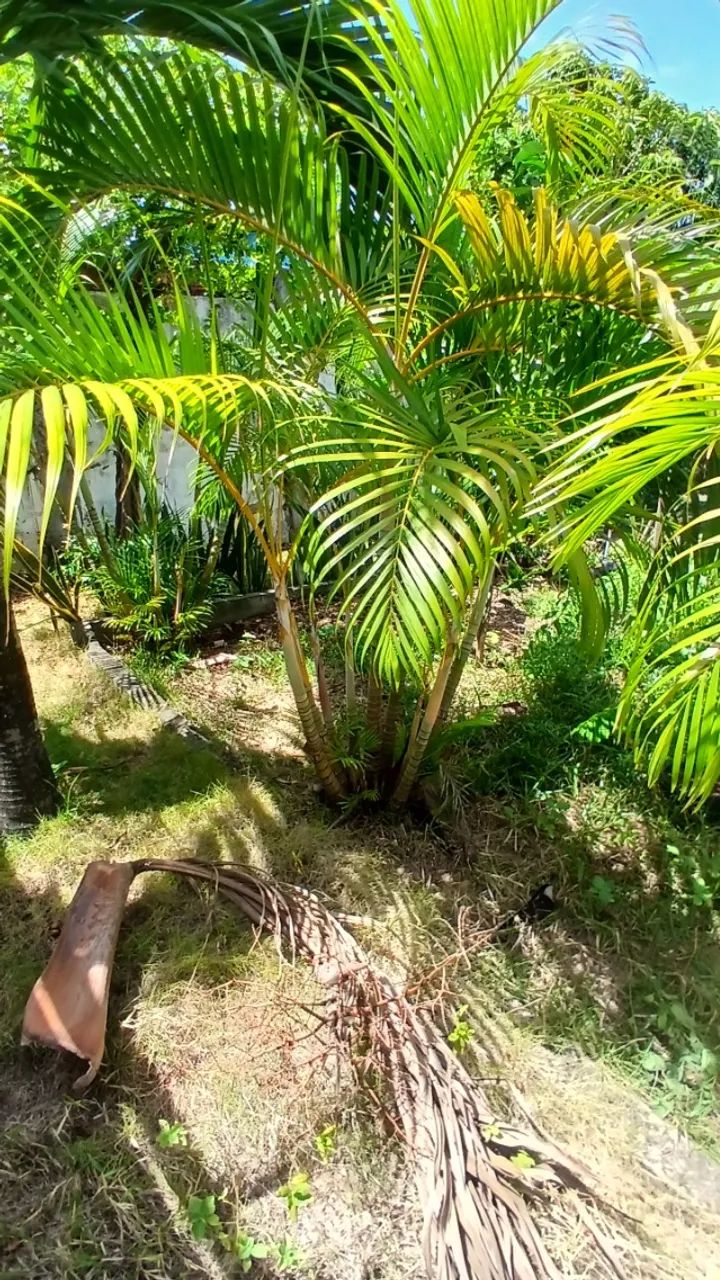 Palmeira areca - Foto 5