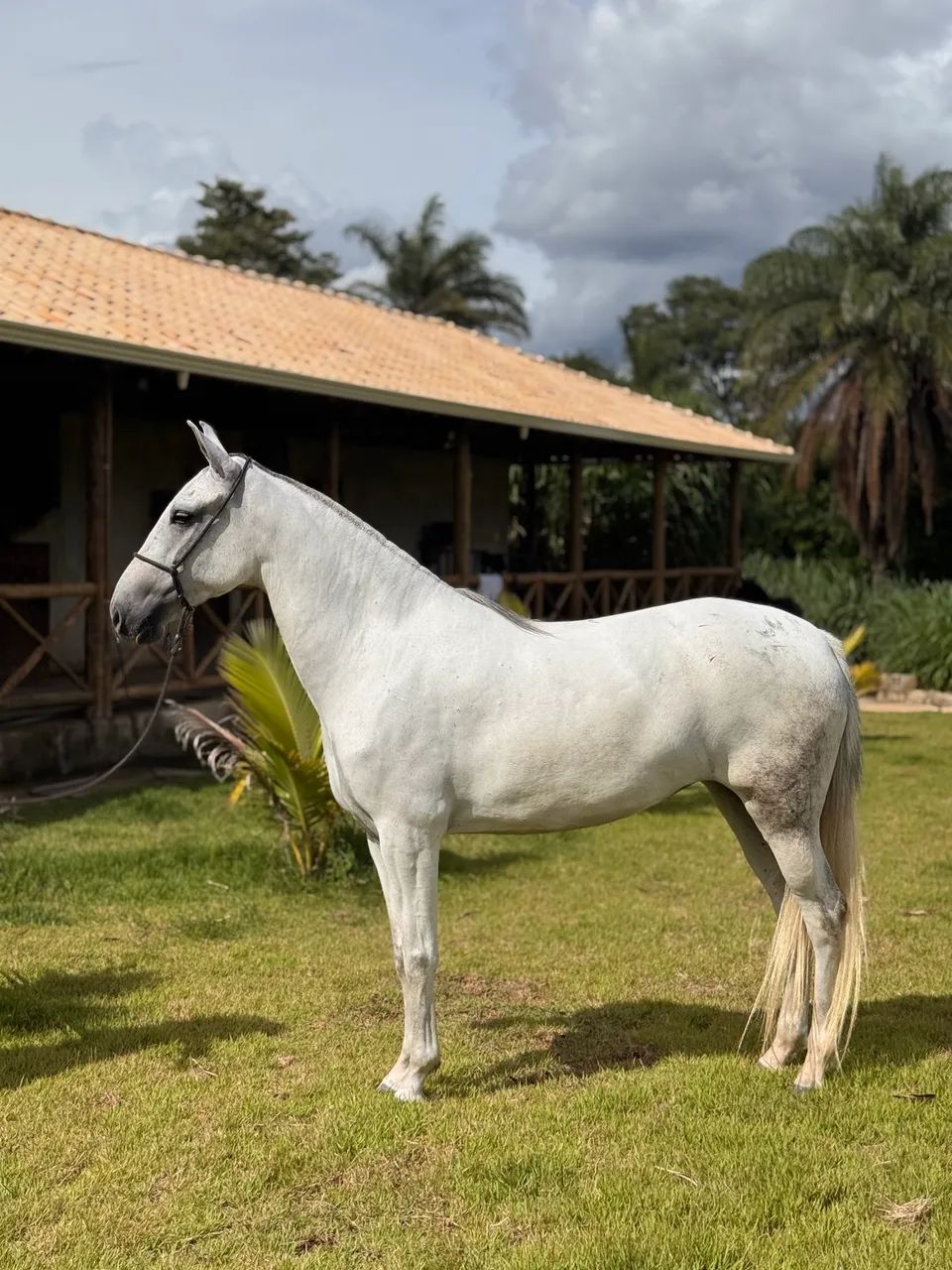 Égua 6 anos das mais lindas Registrada m/ Batida - Foto 2