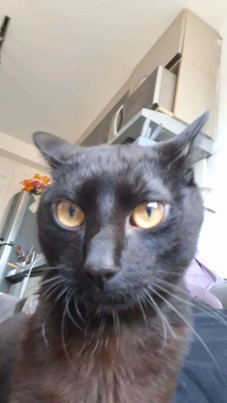 Gato macho  - Foto 3