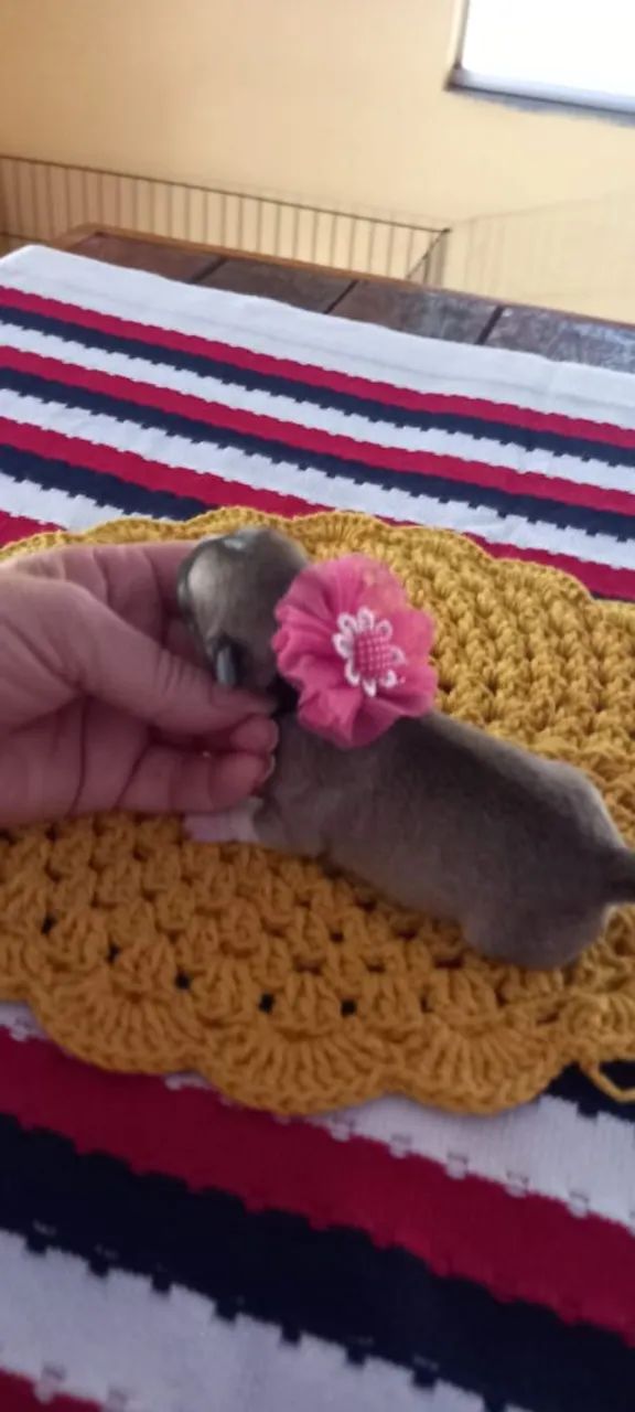 Fêmeas de Chihuahuas