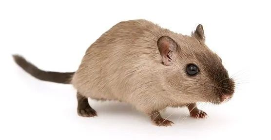 gerbil do amor - Foto 3