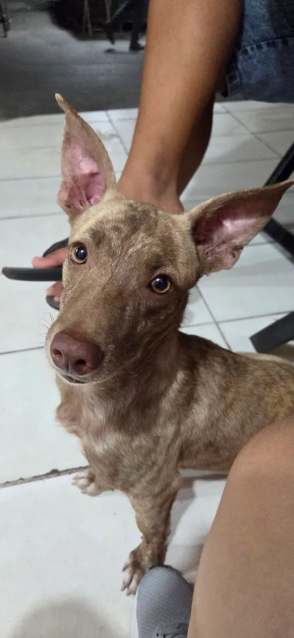 Cachorro salsicha raro - Foto 2