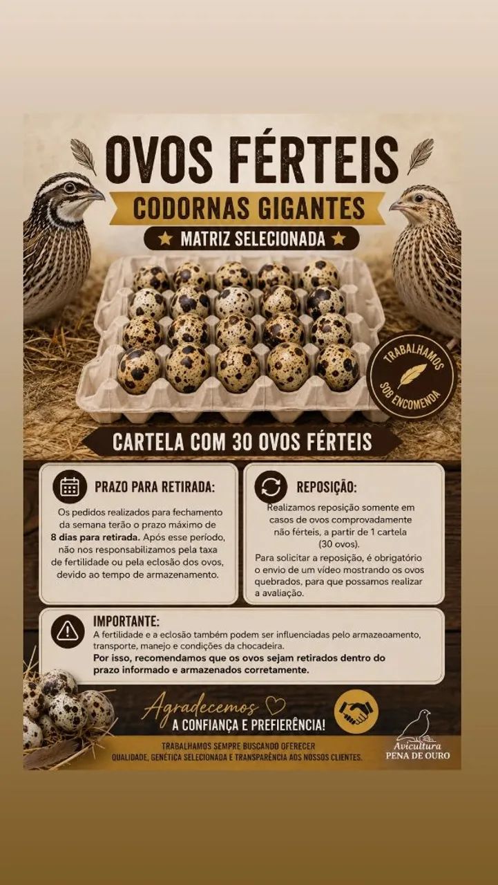 Ovos de codorna gigantes - Foto 2