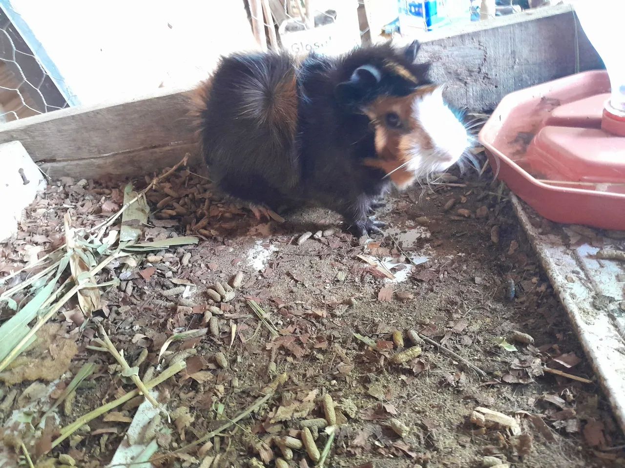 Porquinho da Índia 