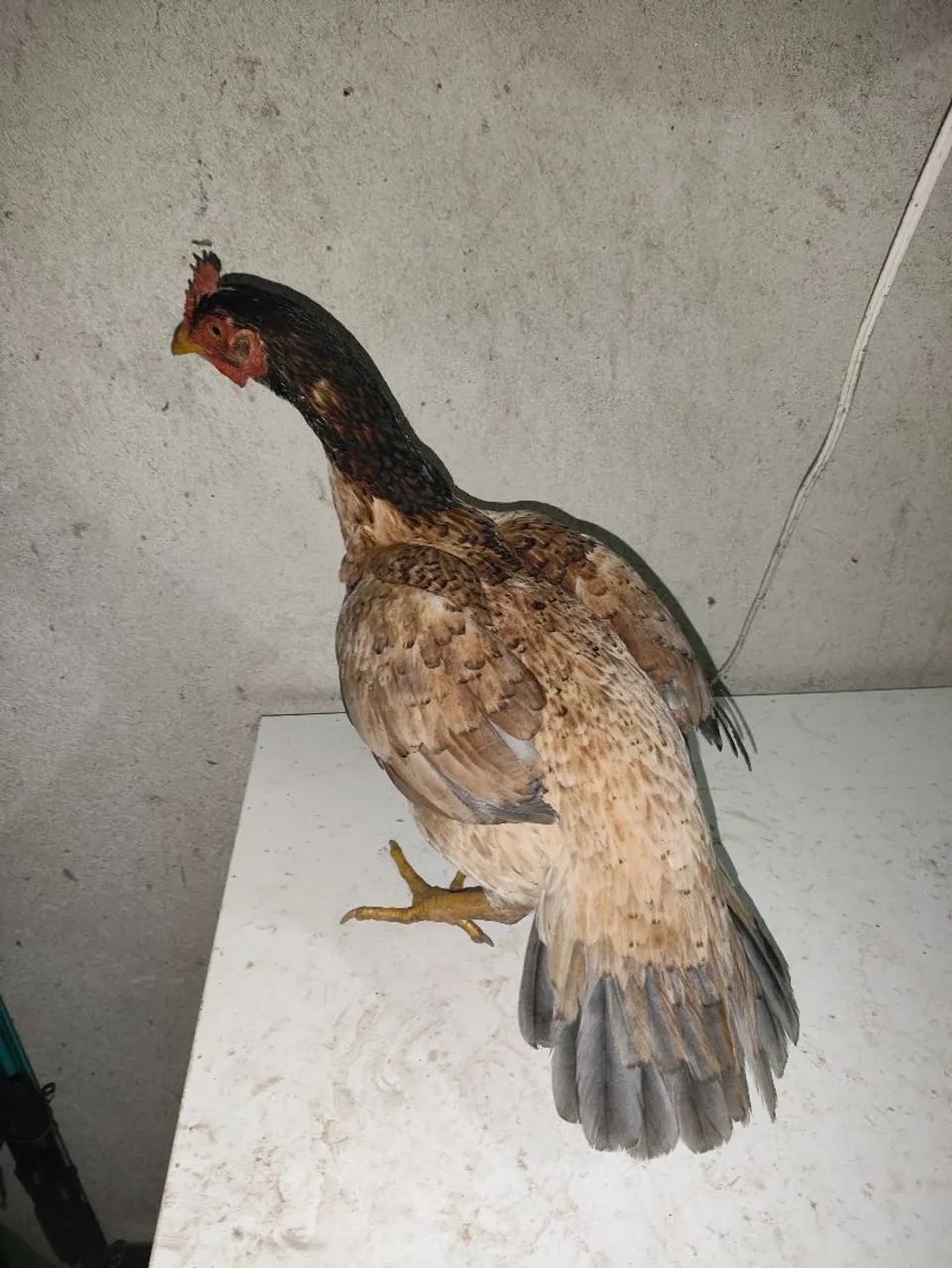 Frango índio - Foto 2