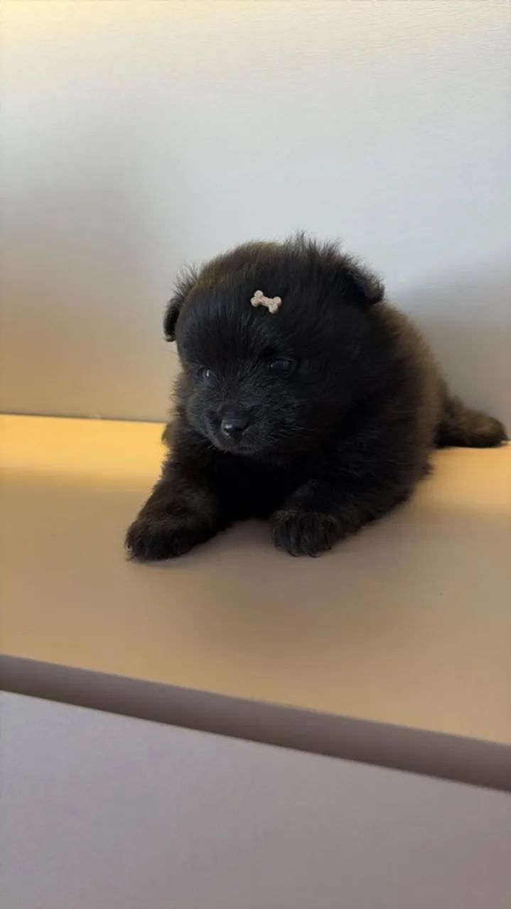 Spitz alemão!!!! - Foto 5