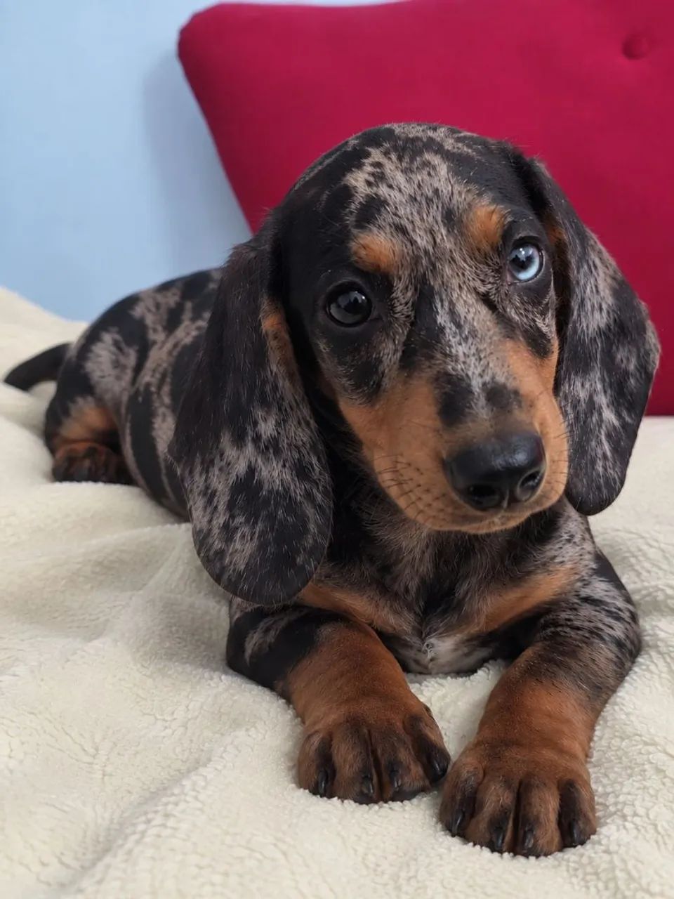 Dachshund - Machinho - Foto 2