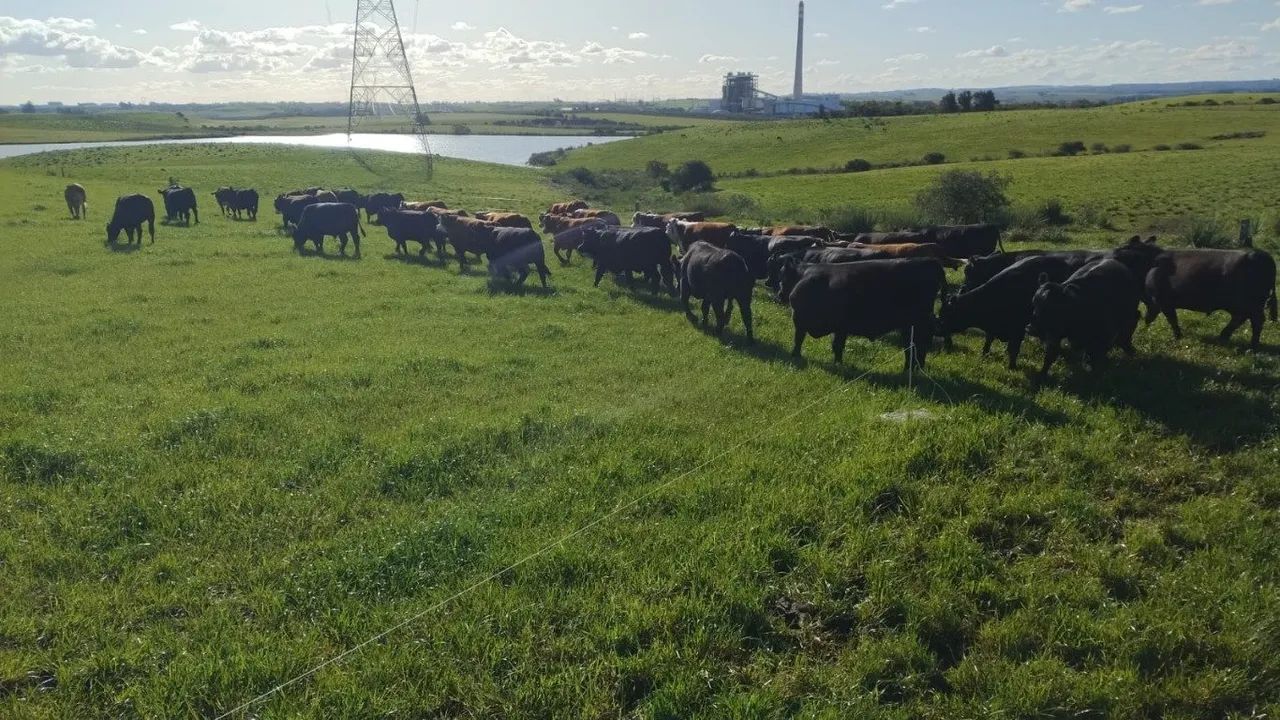 .Estância 121 hectares à venda em Seival RS, soja,arroz e pecuária - Foto 2