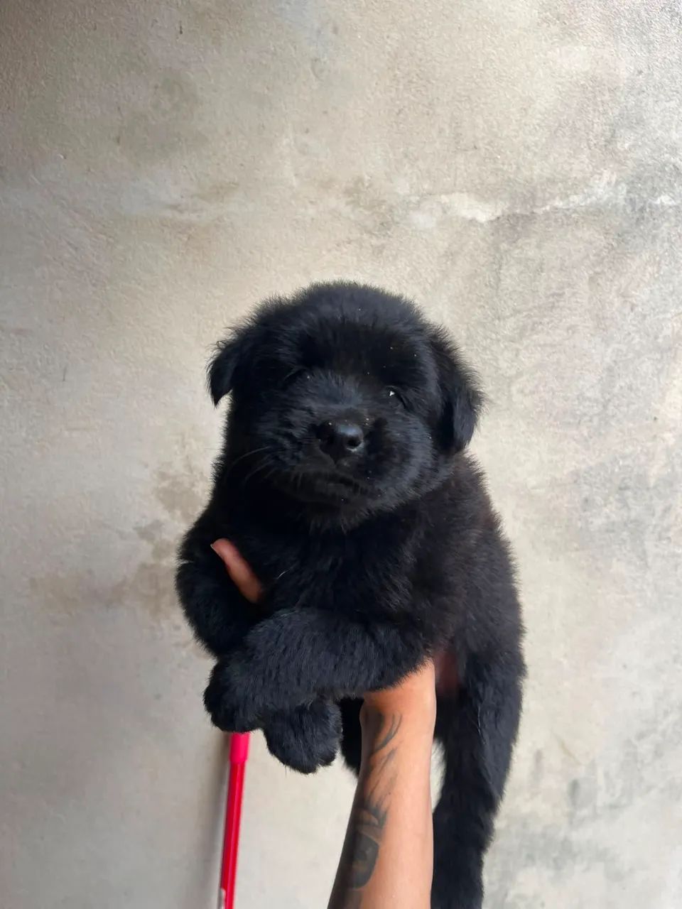 Chow Chow 