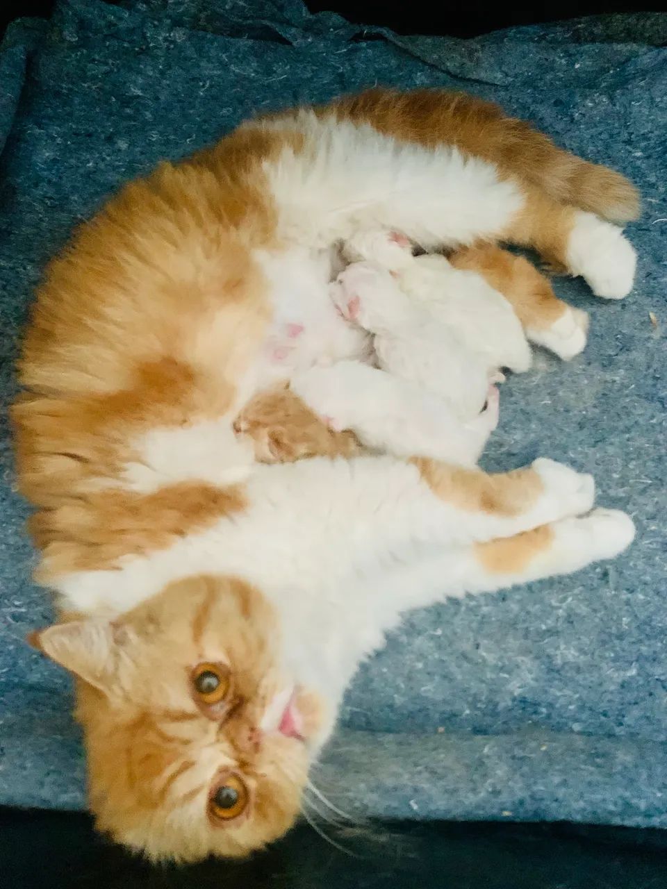 Filhotes de gato persa exótico fêmea laranja macho branco 