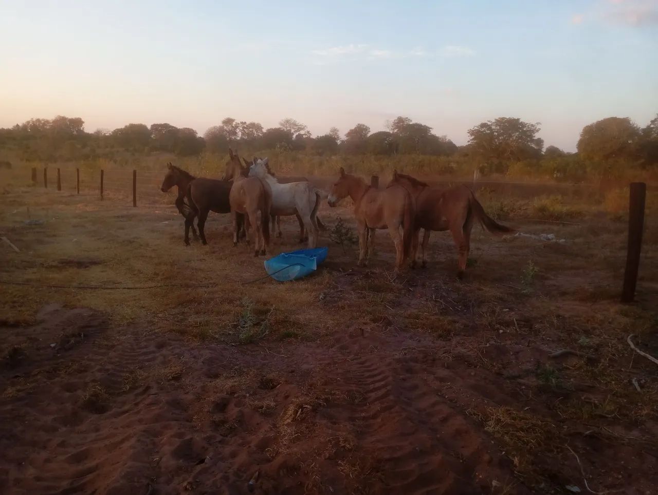 Burro e mula à venda!Mansos! - Foto 3