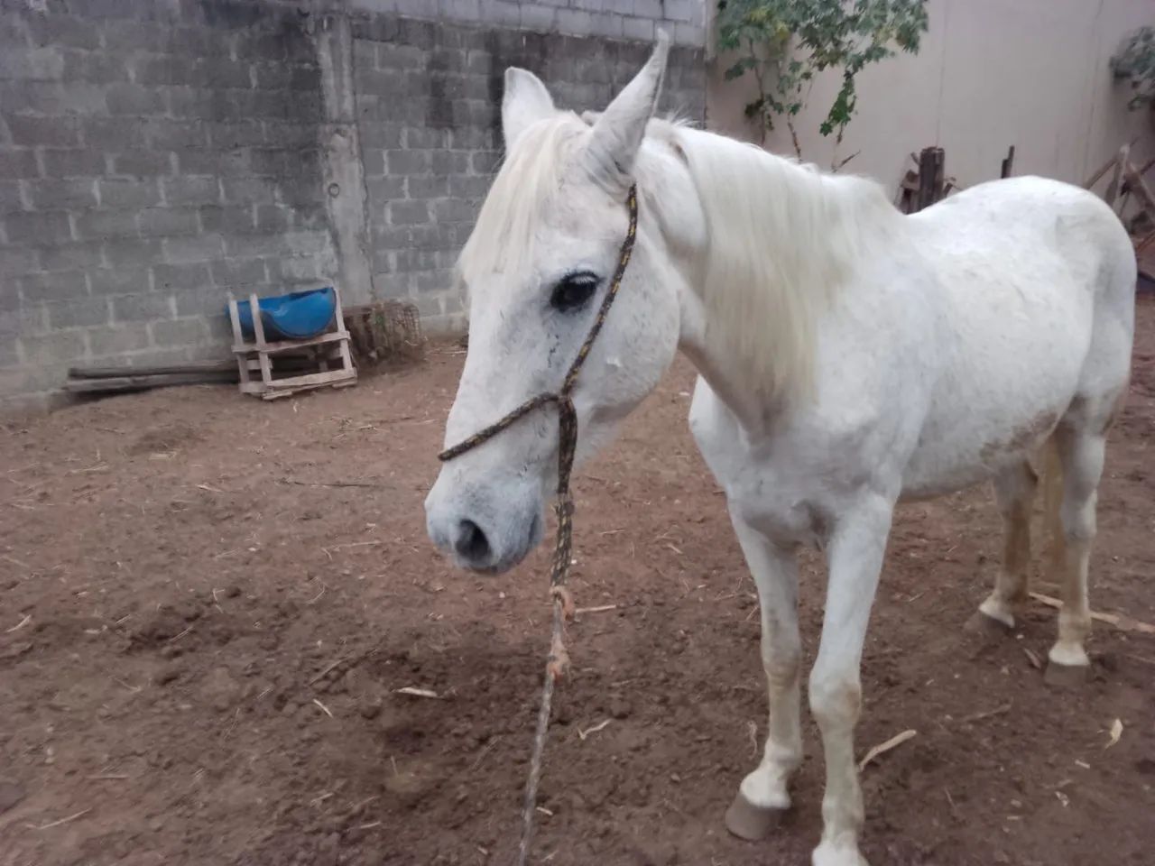 Cavalo Mangalarga  - Foto 2