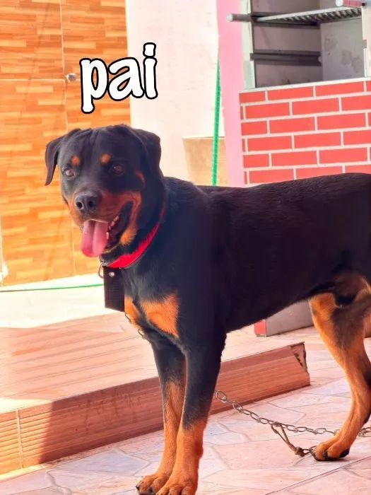 Rottweiler  - Foto 4