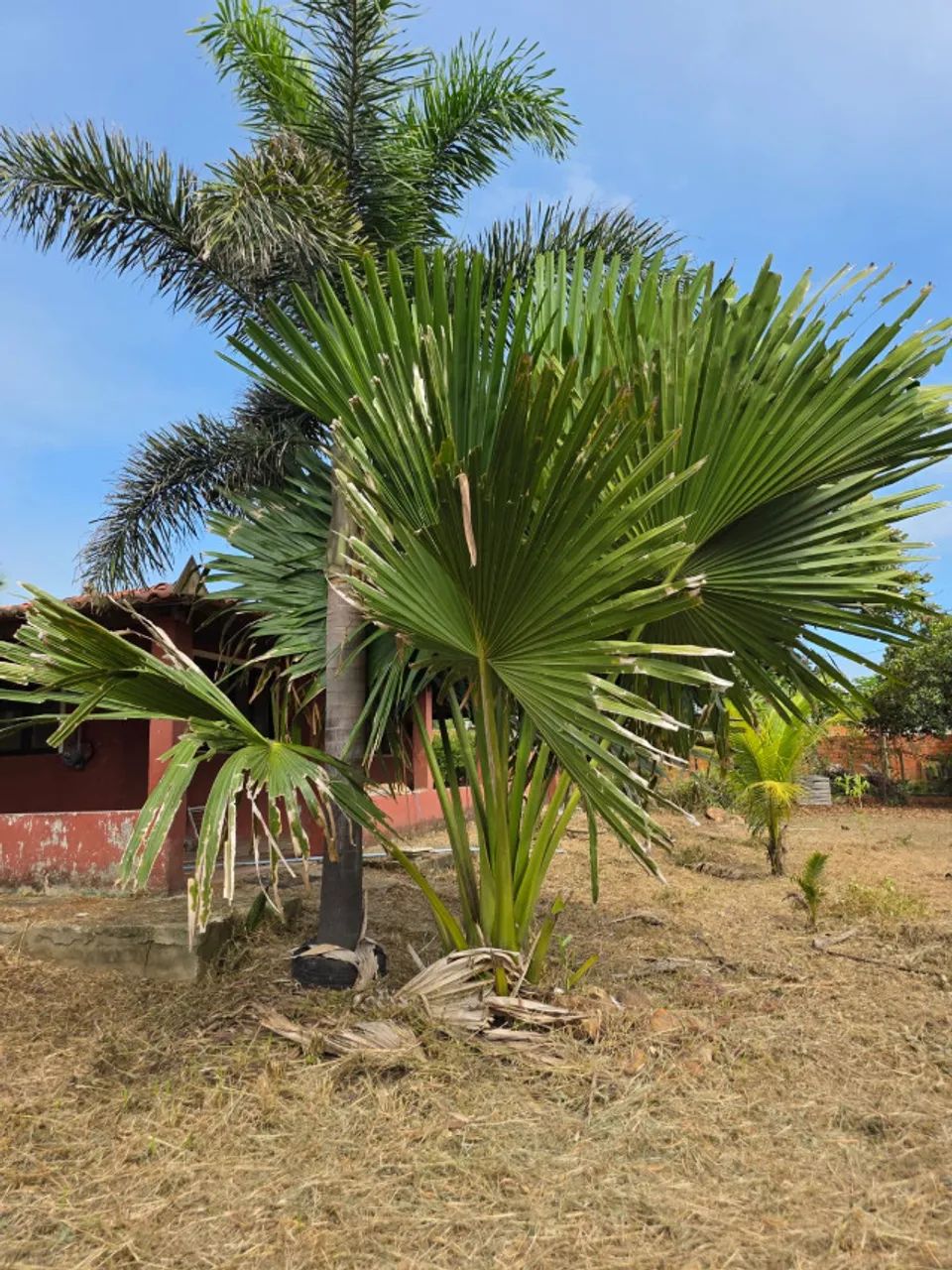Sítio em Aquiraz - 5.500m² - Foto 2