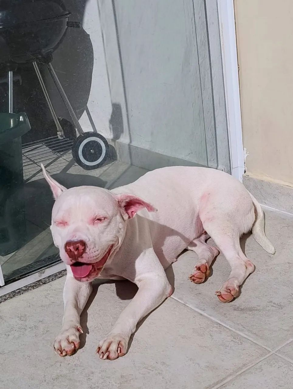 Doação Pitbull dócil - Foto 2