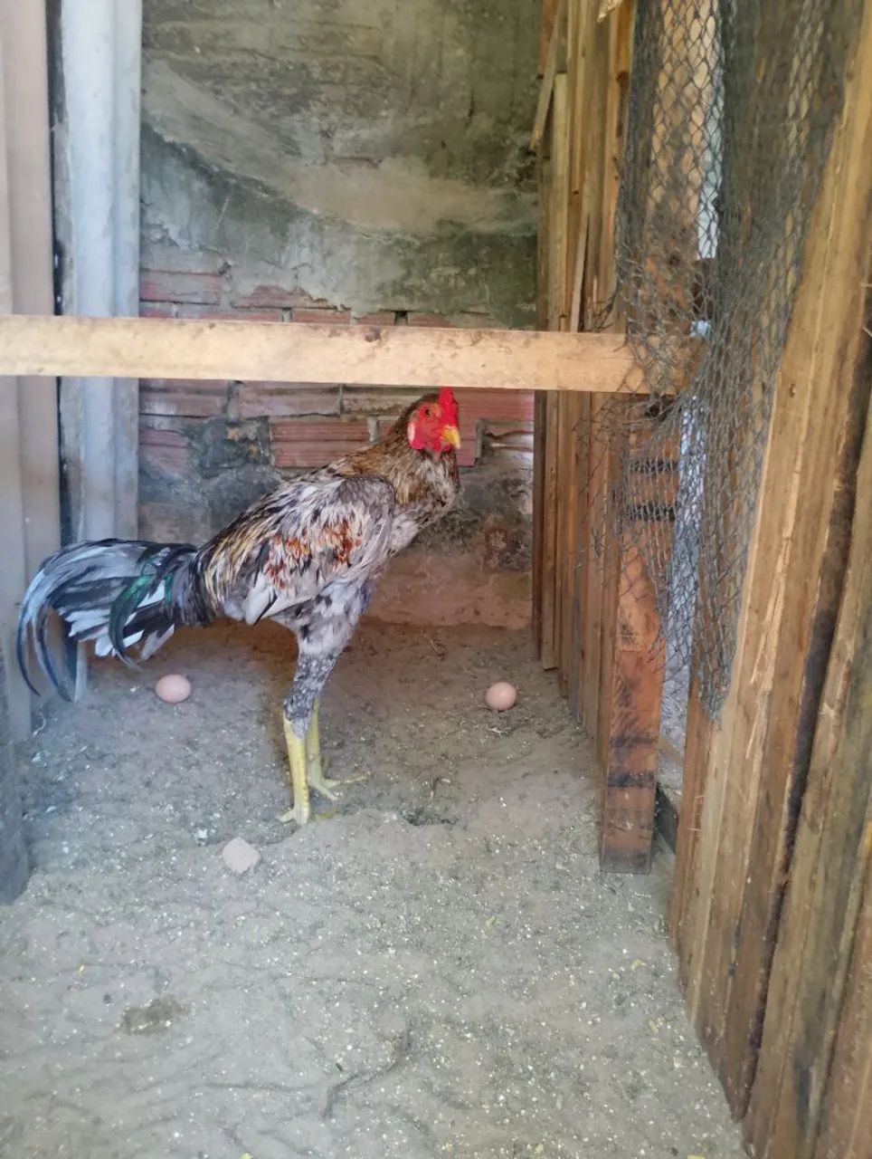 Frango  - Foto 5