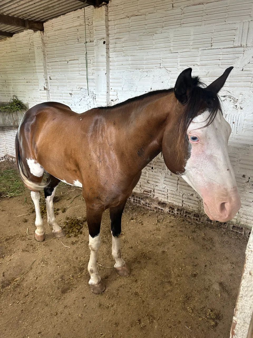 Quarto de milha - Foto 2