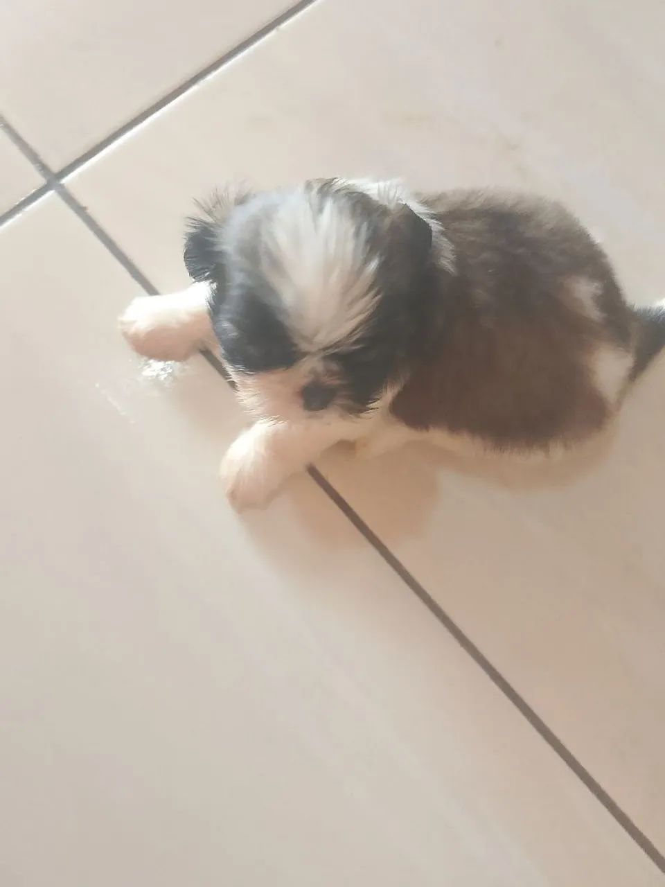 Shitzu  - Foto 4