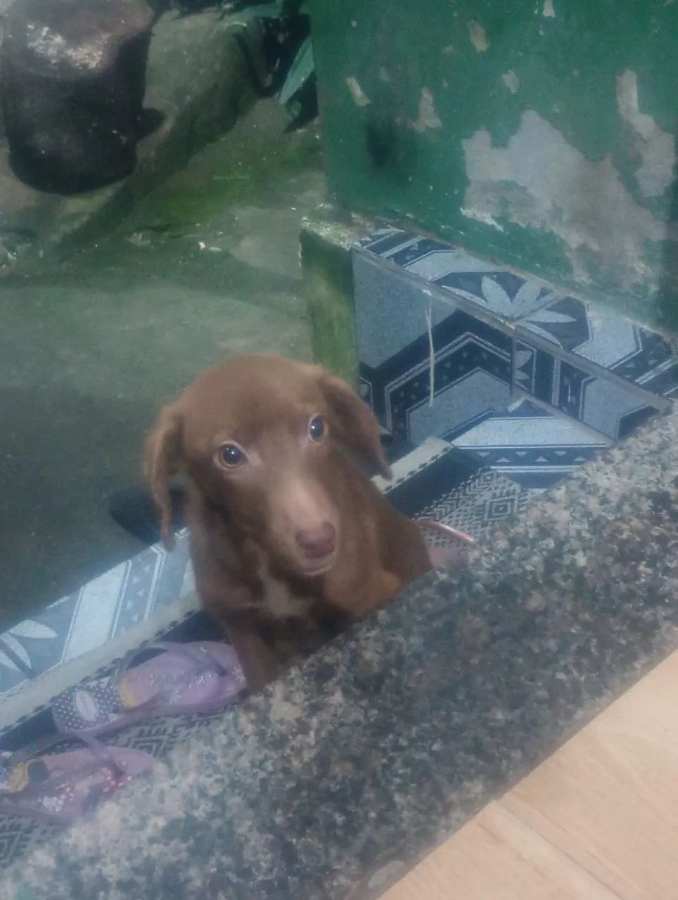 Cachorro  - Foto 2