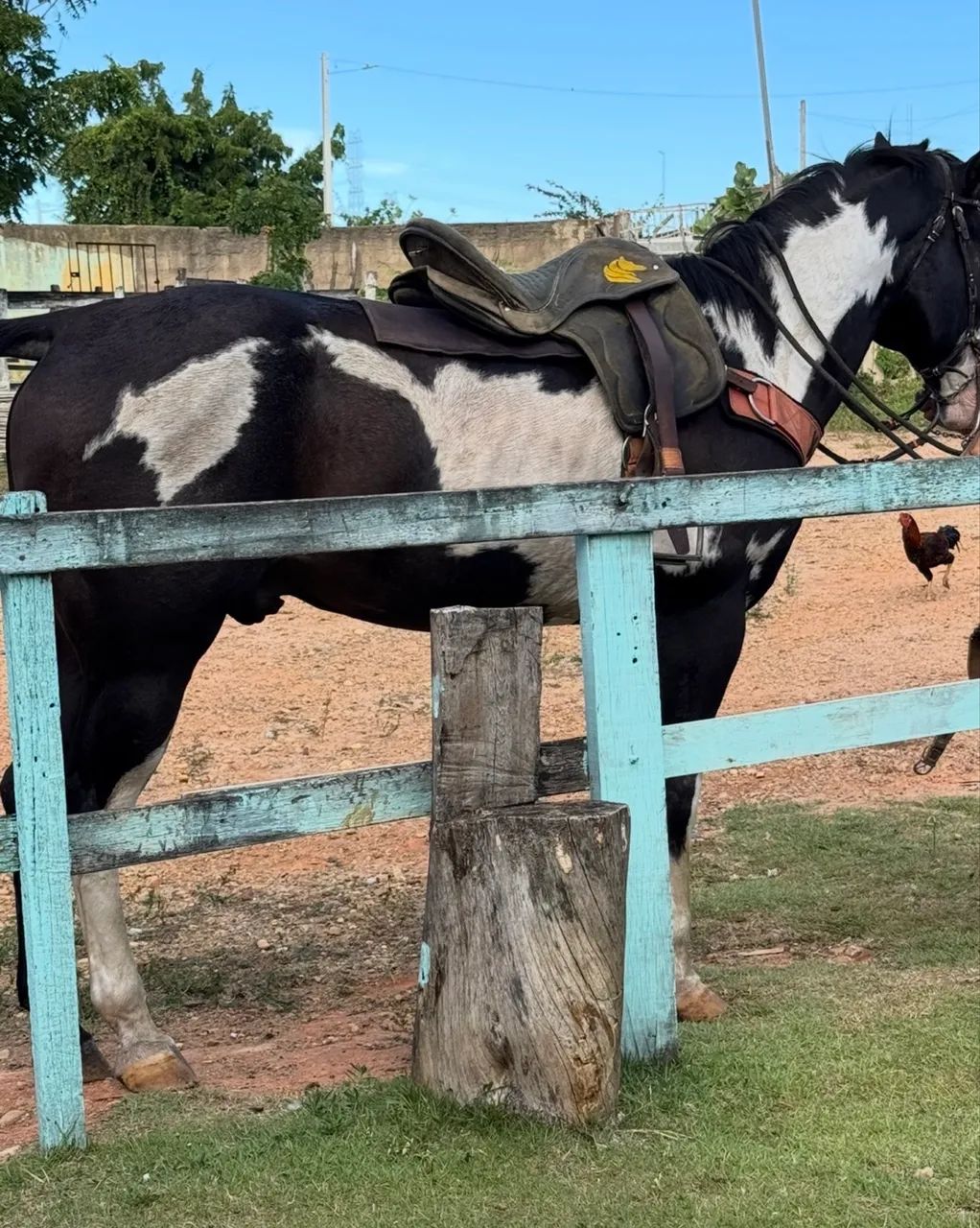 Cavalo de direita  - Foto 3