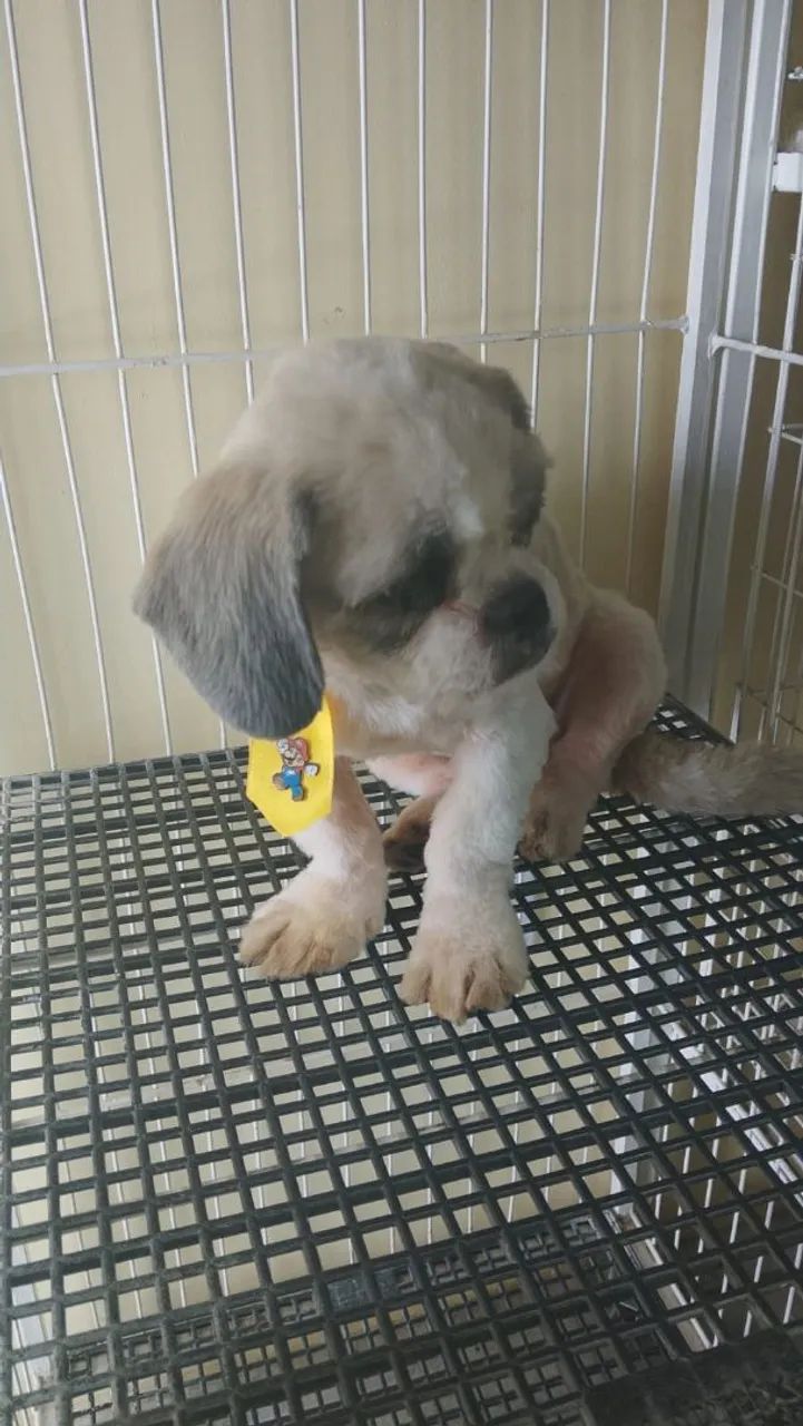 Cachorrinhos  - Foto 2