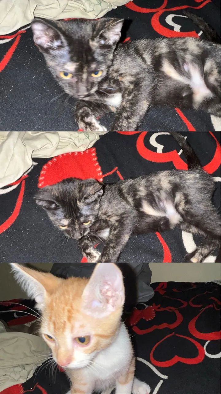 Doação de gatas