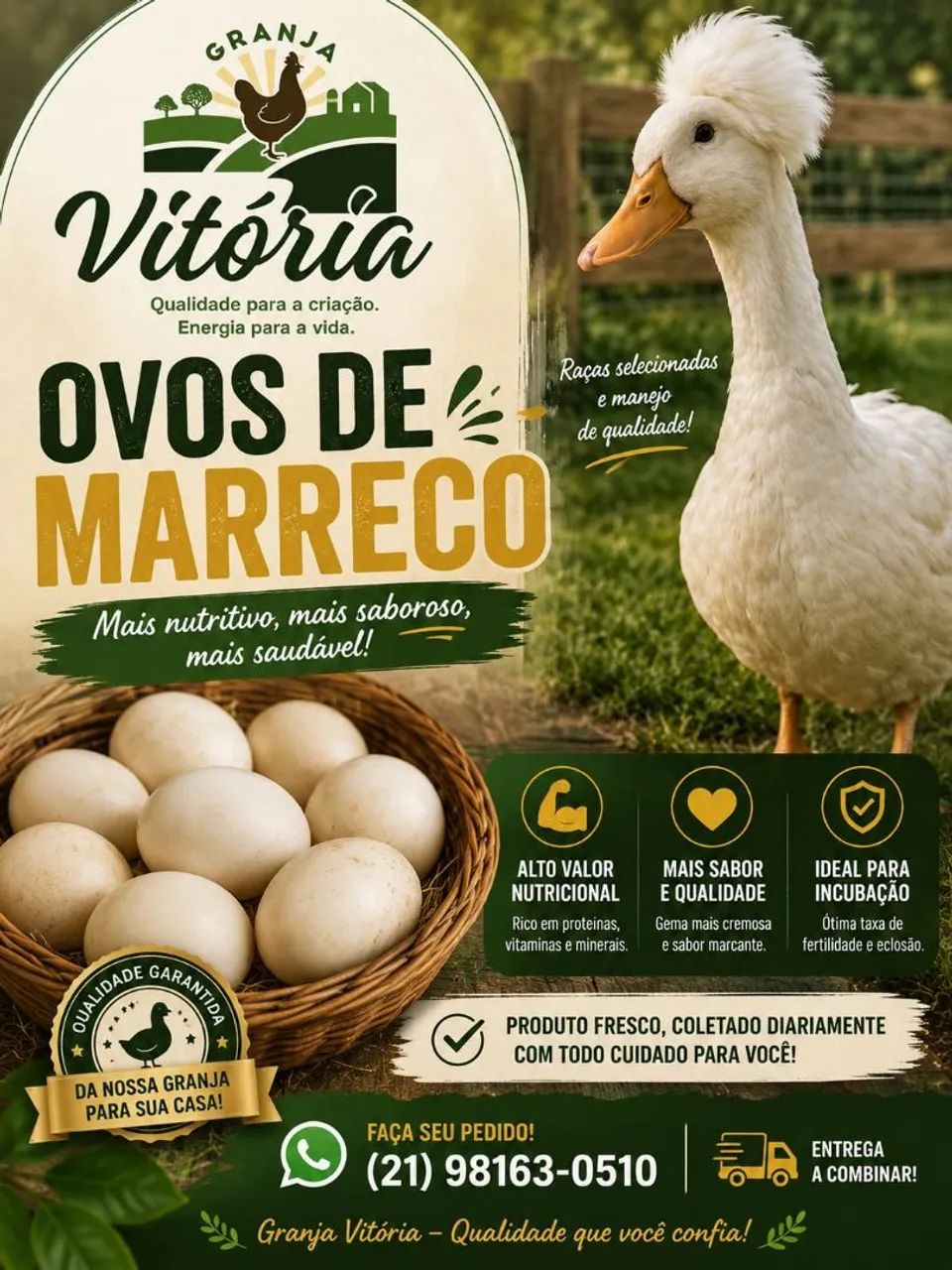 Frangas de poedeiras galinhas da angola marrecos gsb codornas e ovos galados - Foto 3