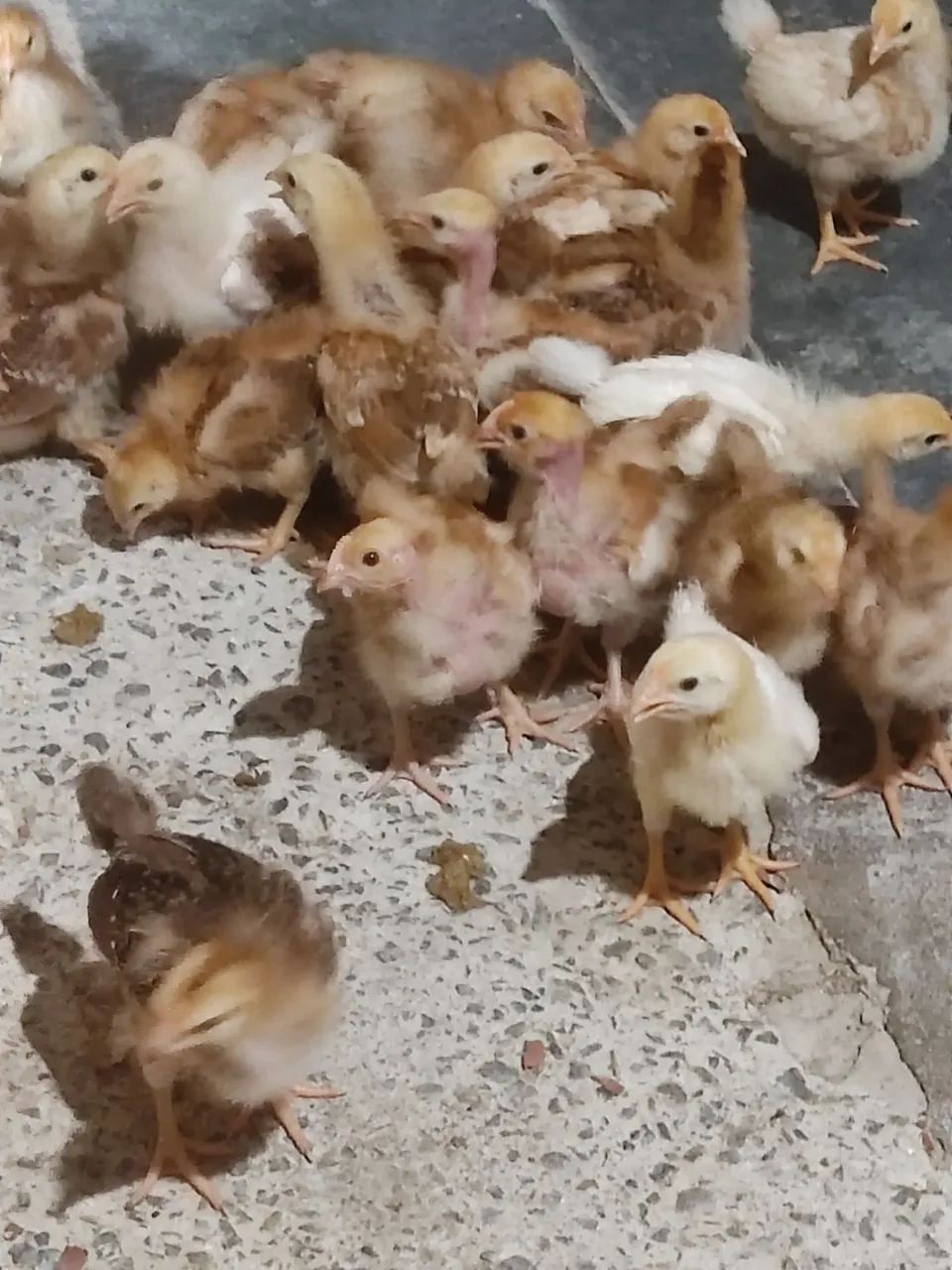 Pintinhos  - Foto 2