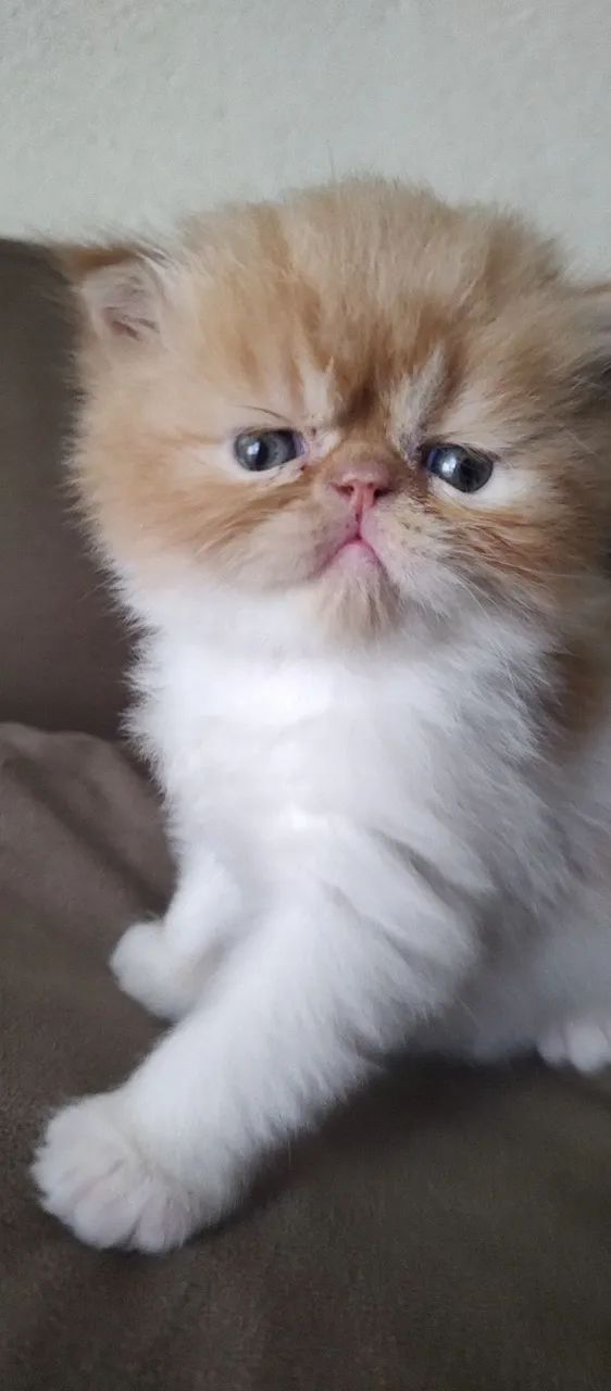 gato persa - Foto 3