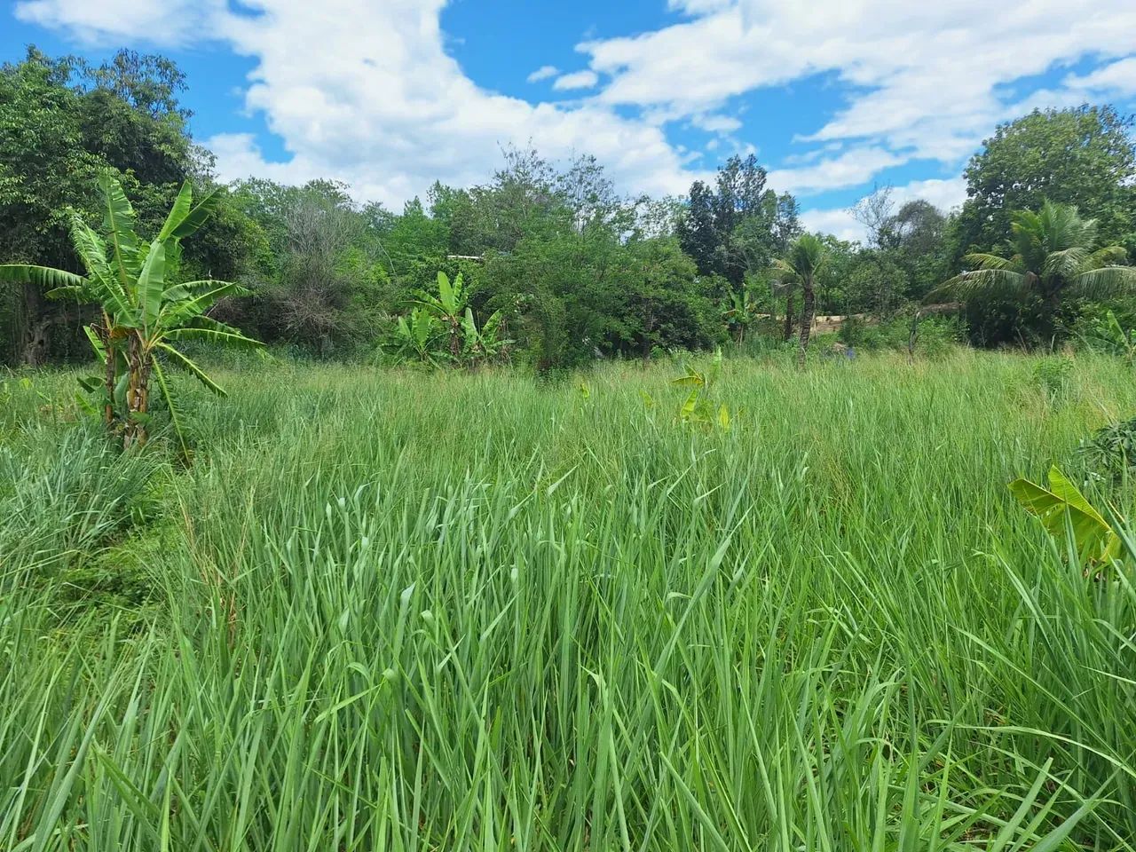área para chácara com 2.500m² - Foto 15