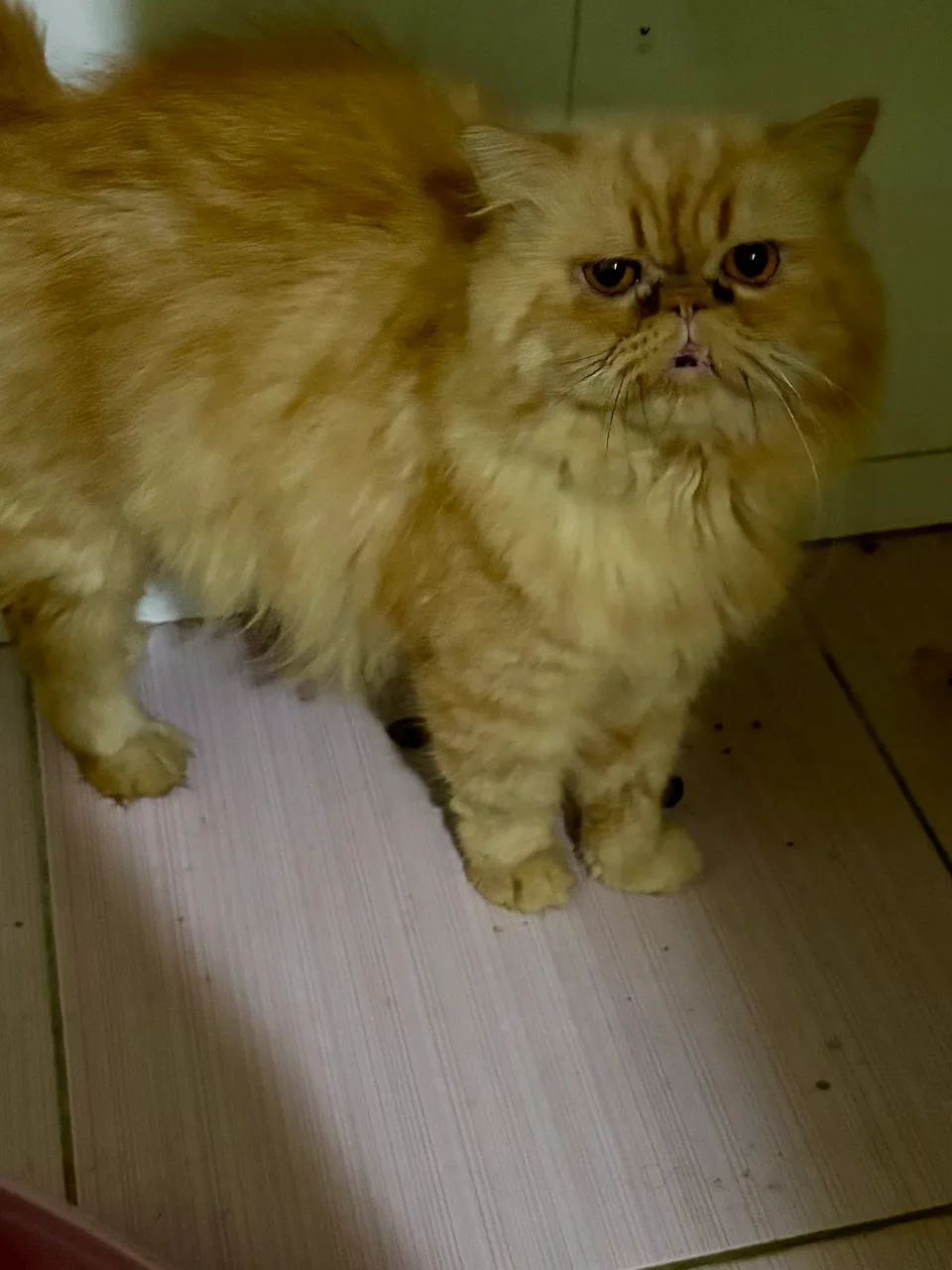 Vende_se gatinho persa  - Foto 2