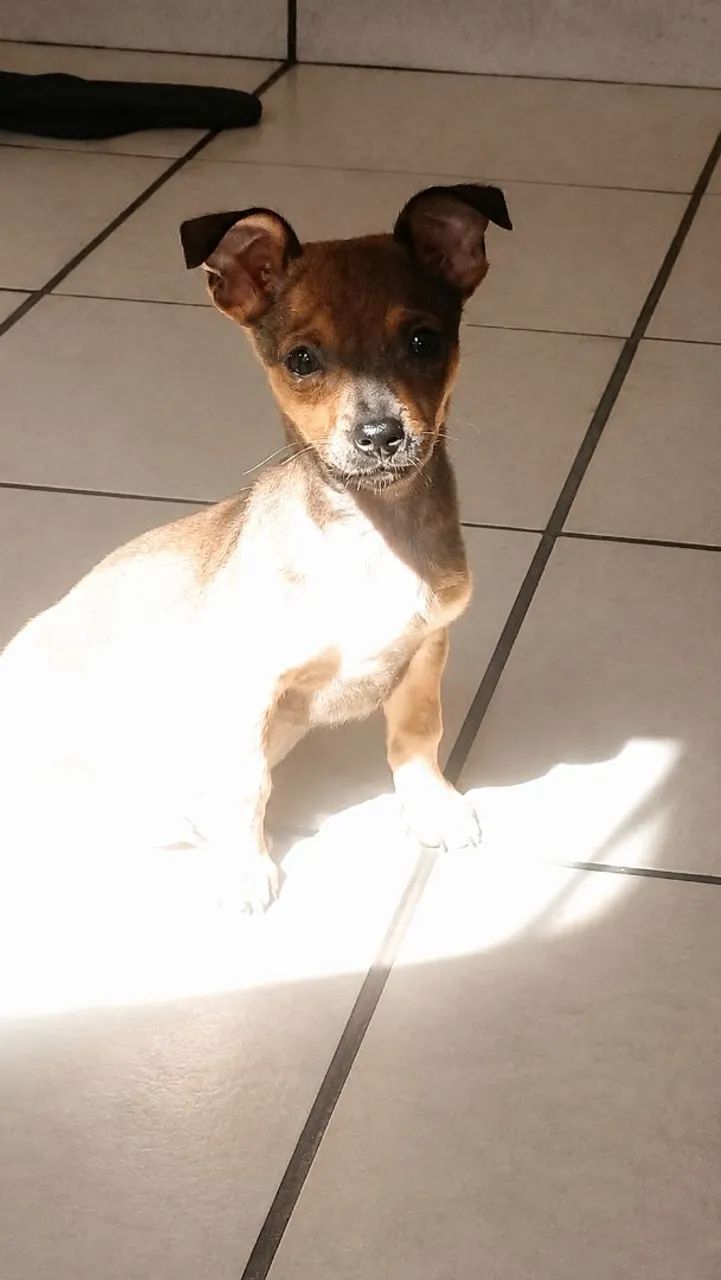 Pinscher número 1