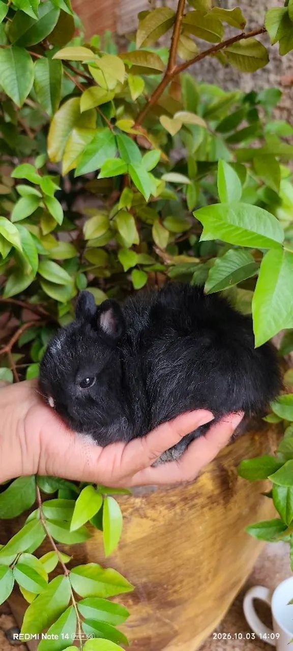 Anão Netherlands Dwarf macho - Foto 4