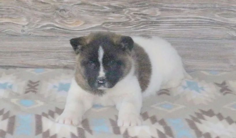 Akita Inu,Akita Inu Filhote Disponível Alta Qualidade