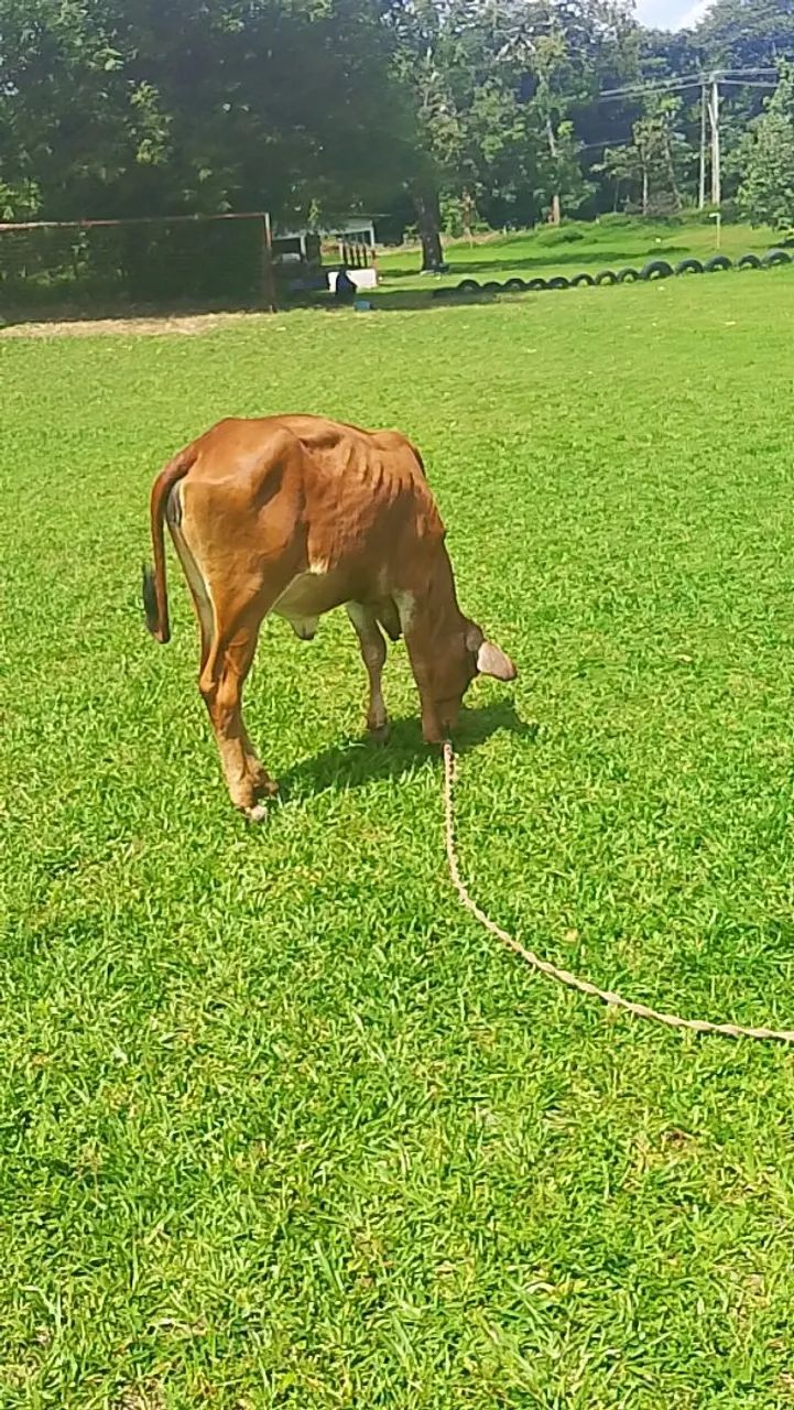 Estou vendendo uma bezerra