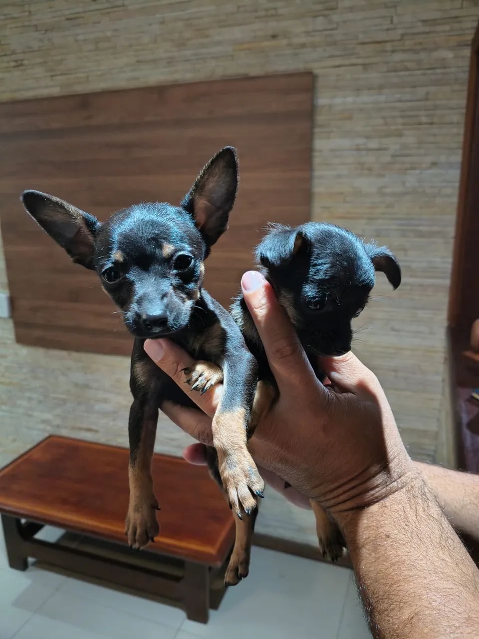 Pinscher 