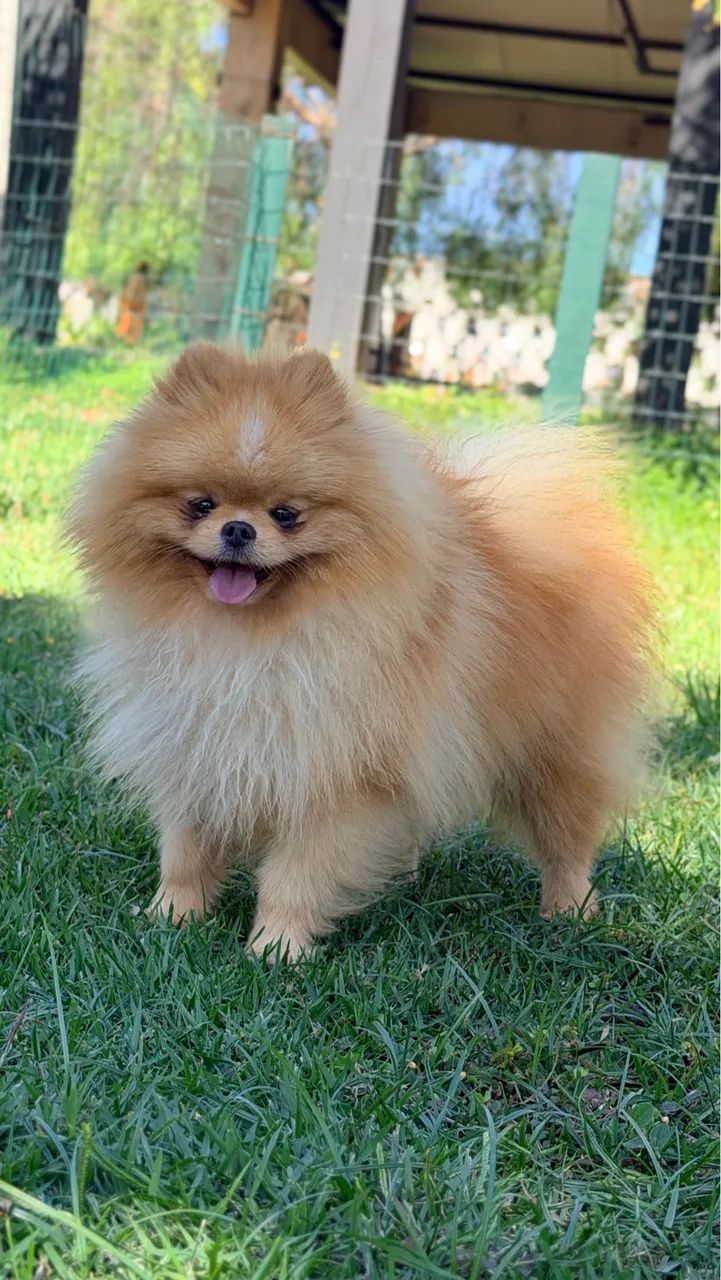 Lulu da pomerania padreador  - Foto 5