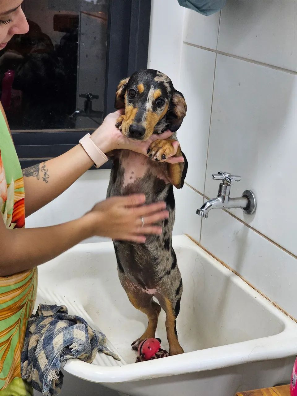 Doação de filhote de Dachshund Arlequim - Foto 3