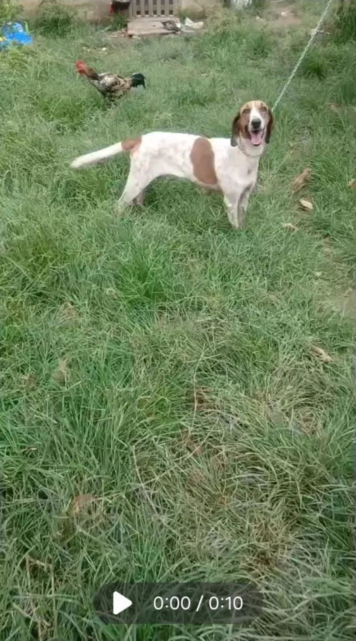 Cachorra Americana 