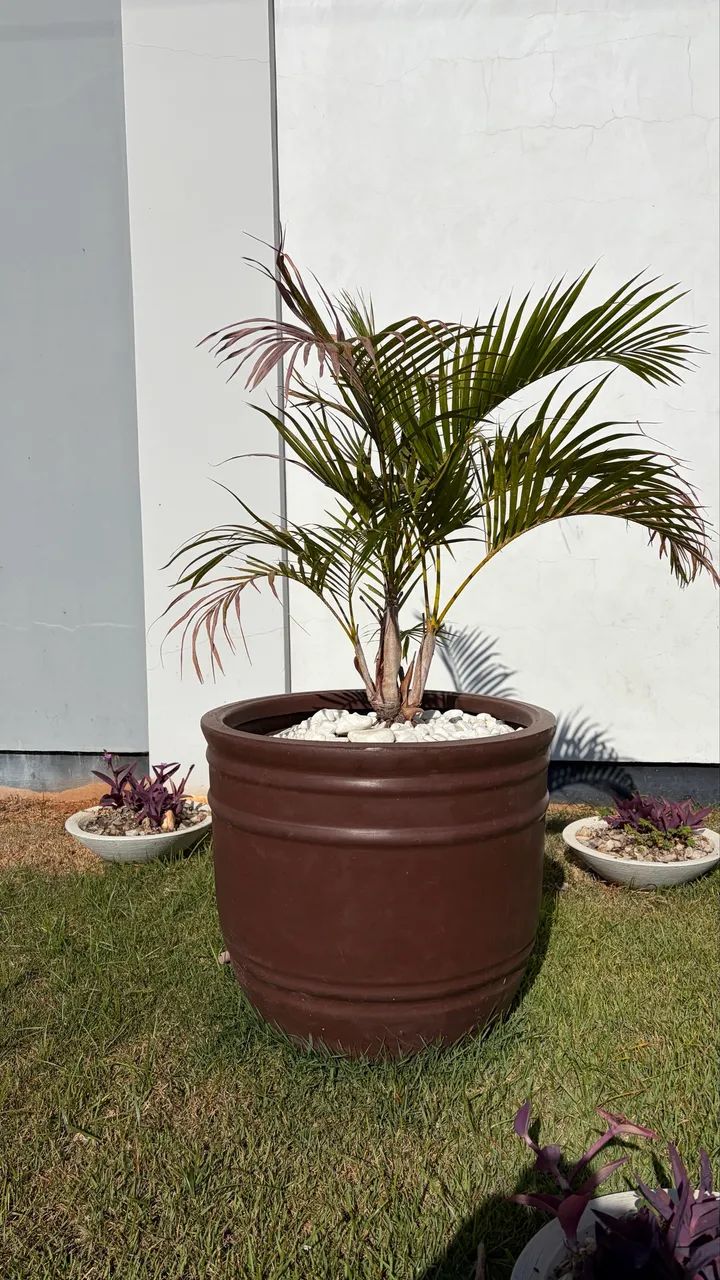 Coqueiro e vaso  - Foto 2