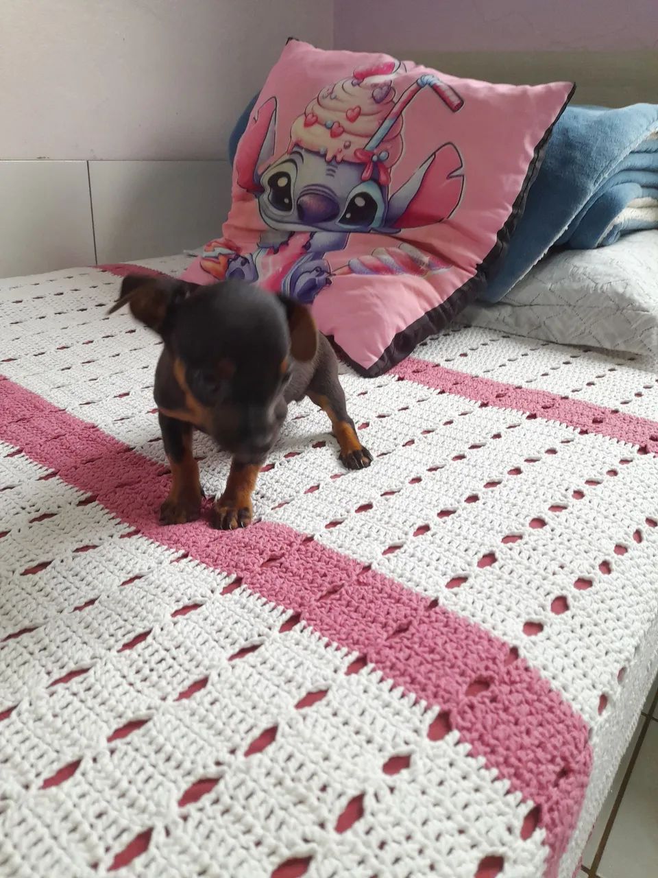 Filhote de pinscher  - Foto 3