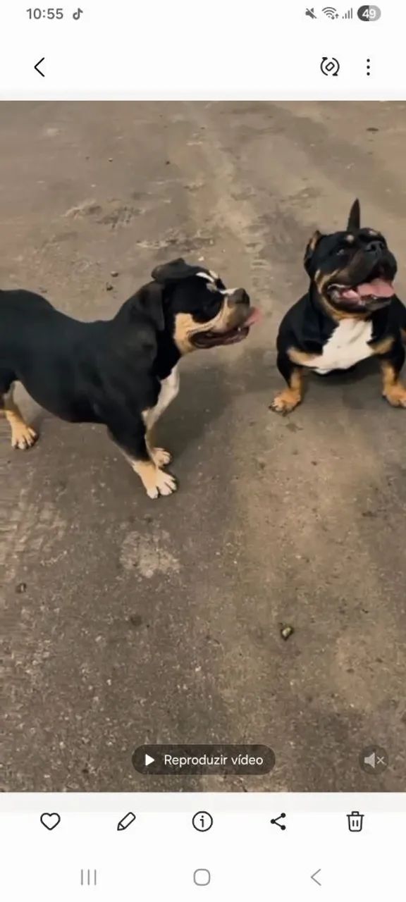 American bully puro  - Foto 2