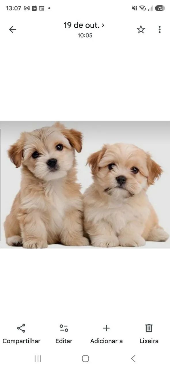 Lhasa apso